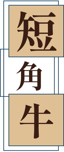 短角牛